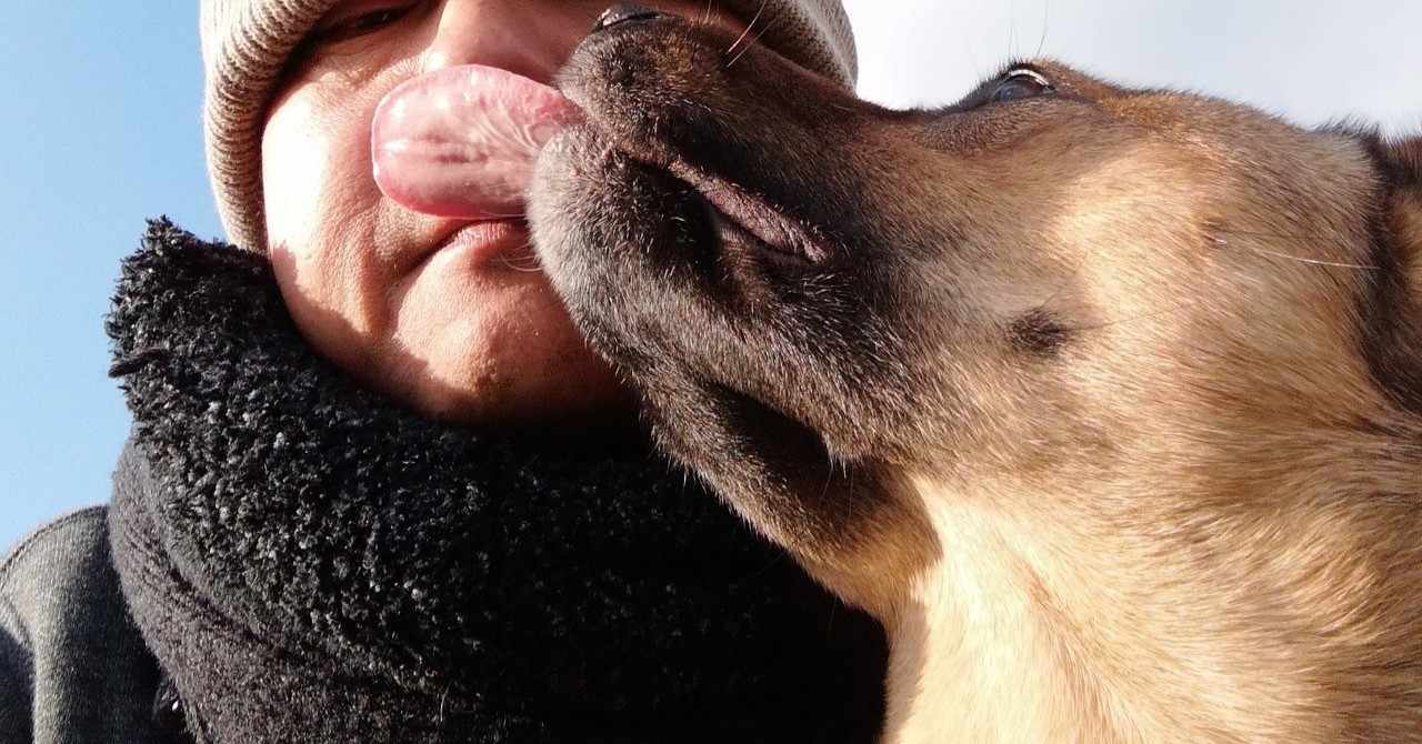 ビビり犬と暮らす の新着タグ記事一覧 Note つくる つながる とどける