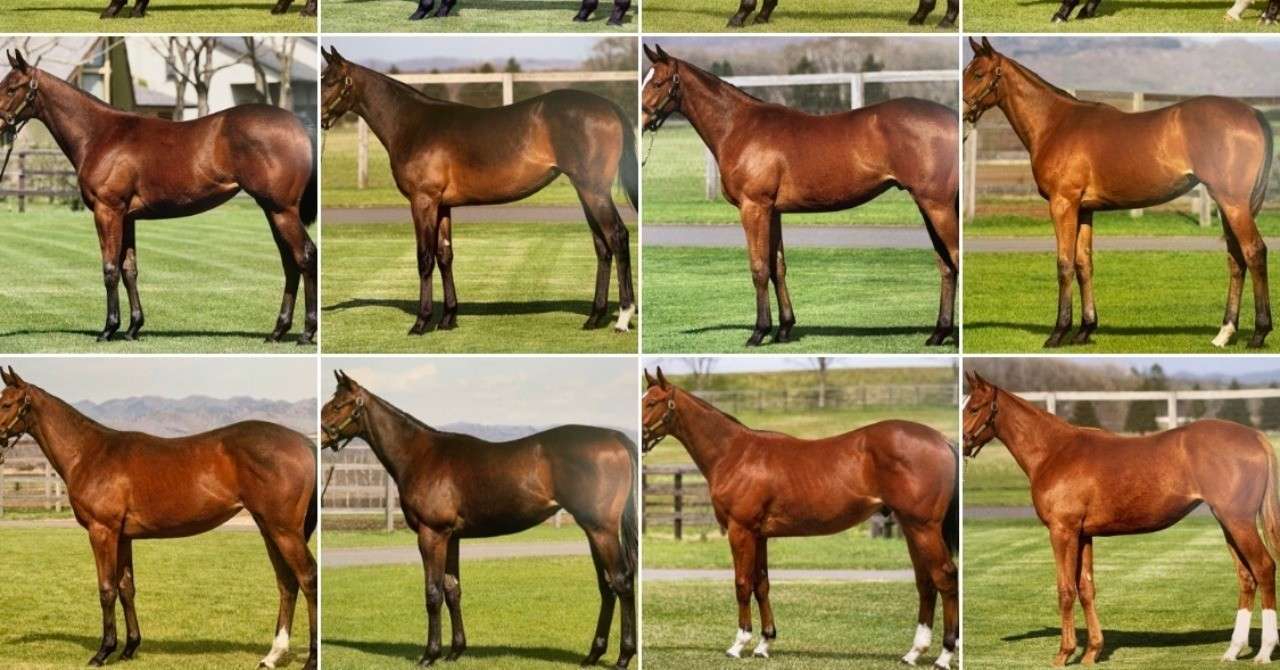 シルクサラブレッドクラブ 2019募集馬 美浦入厩予定 一口馬主マスターb Note