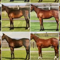 セレクトセール1歳 注目馬 後編 一口馬主マスターb Note セレクトセール1歳 注目馬 後編 一口馬主マスターb Note