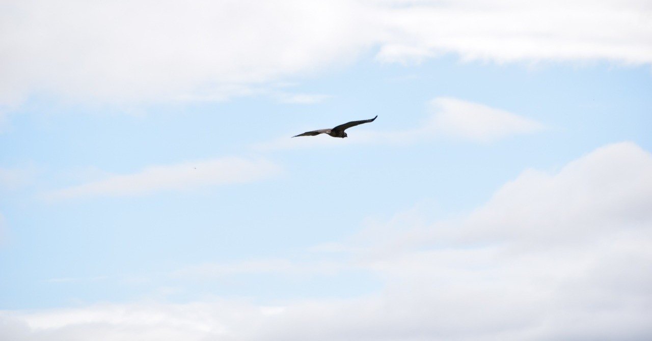 心がふわっとしてる人 ギュッとしてる人 吉玉サキ note