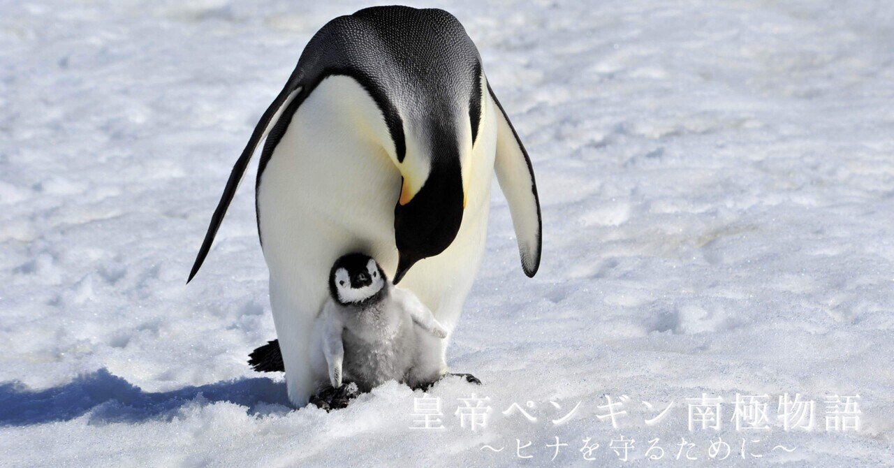 皇帝ペンギン（コウテイペンギン）の赤ちゃん