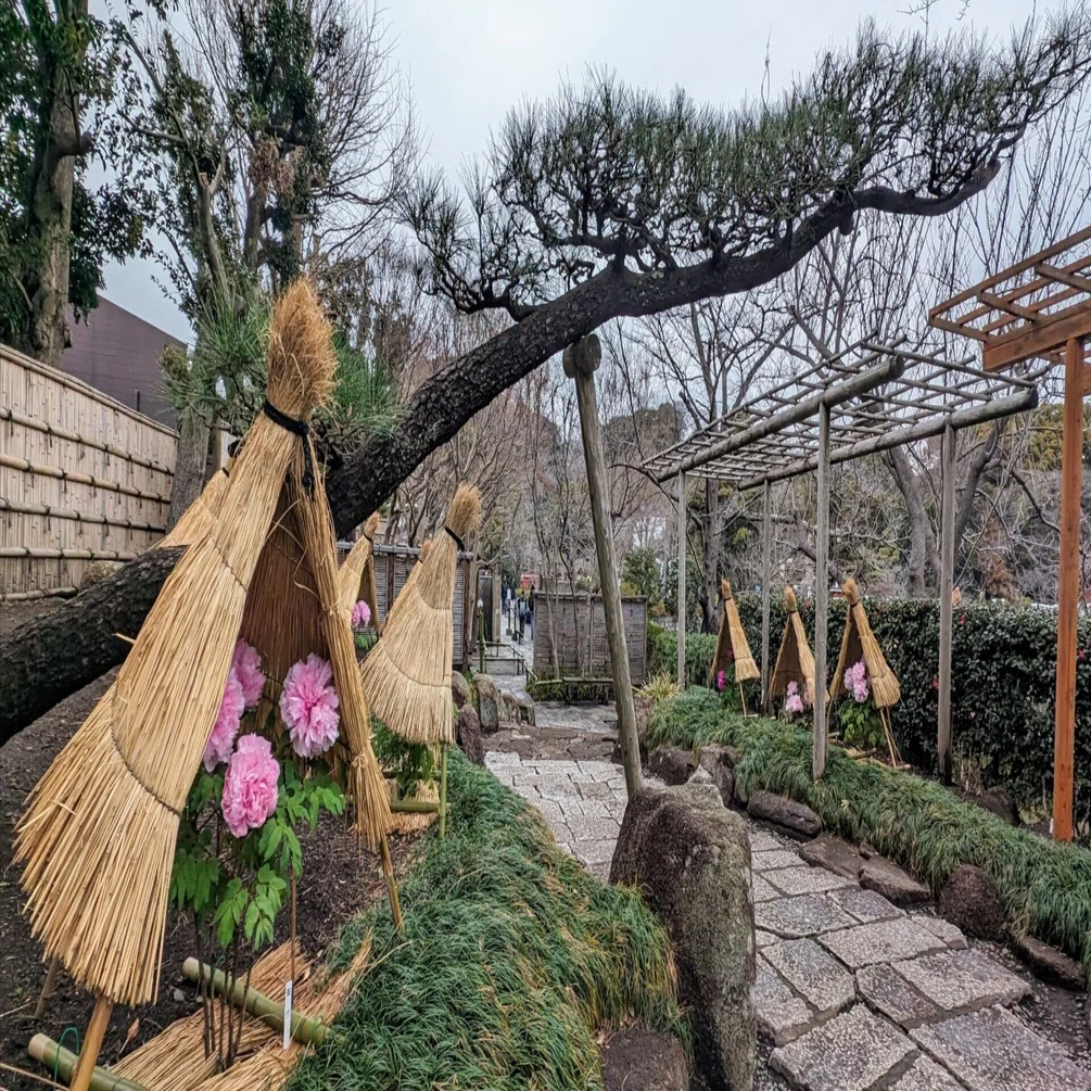 鎌倉｢鶴岡八幡宮の冬ぼたん 2024｣【四季折々の花、草木】〈名所編 その