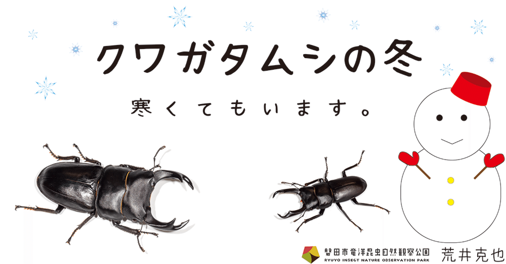 台湾鍬形虫自然観察図鑑4