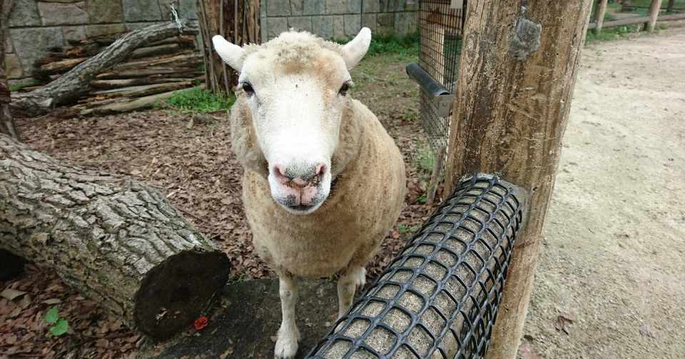 羊とキスする5秒前 東山動物園 喪 Note