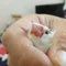 しこやま