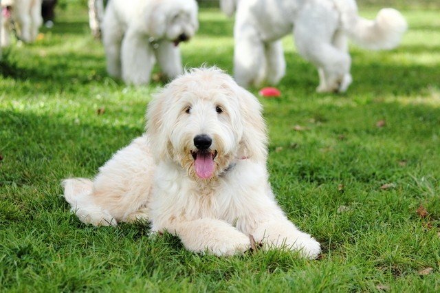 ミックス犬の交配例 Mai Note ミックス犬の交配例 Mai Note