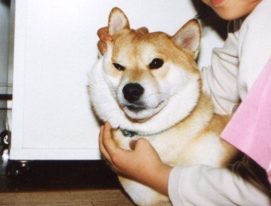 犬のゴン太写真集 前多昭彦 Note 犬のゴン太写真集 前多昭彦 Note