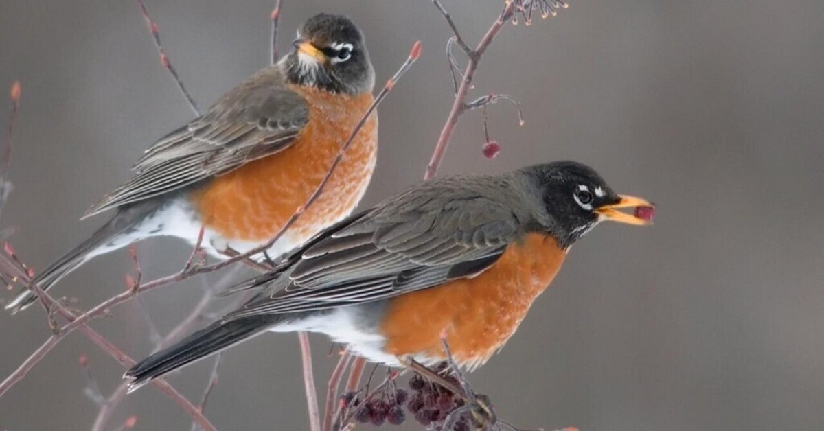 囀る鳥は羽ばたかない 第54話【知らないこと】｜ふうま 