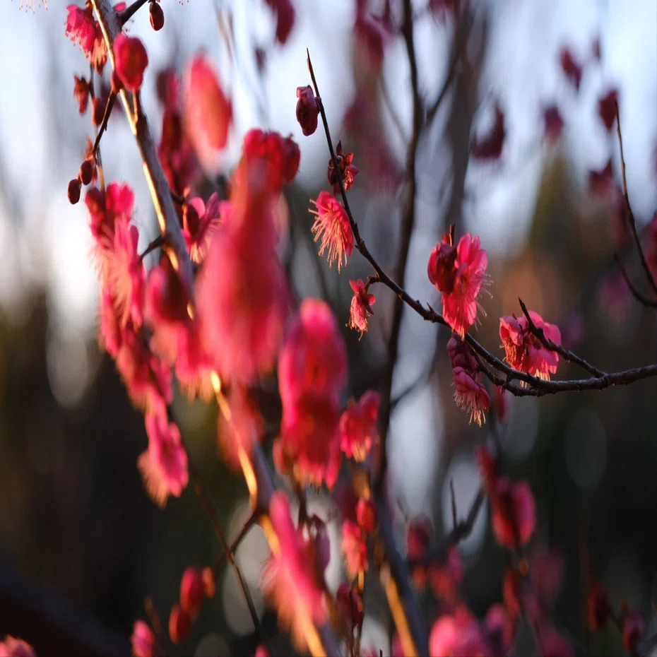 夕暮れ時の梅の花｜桜月