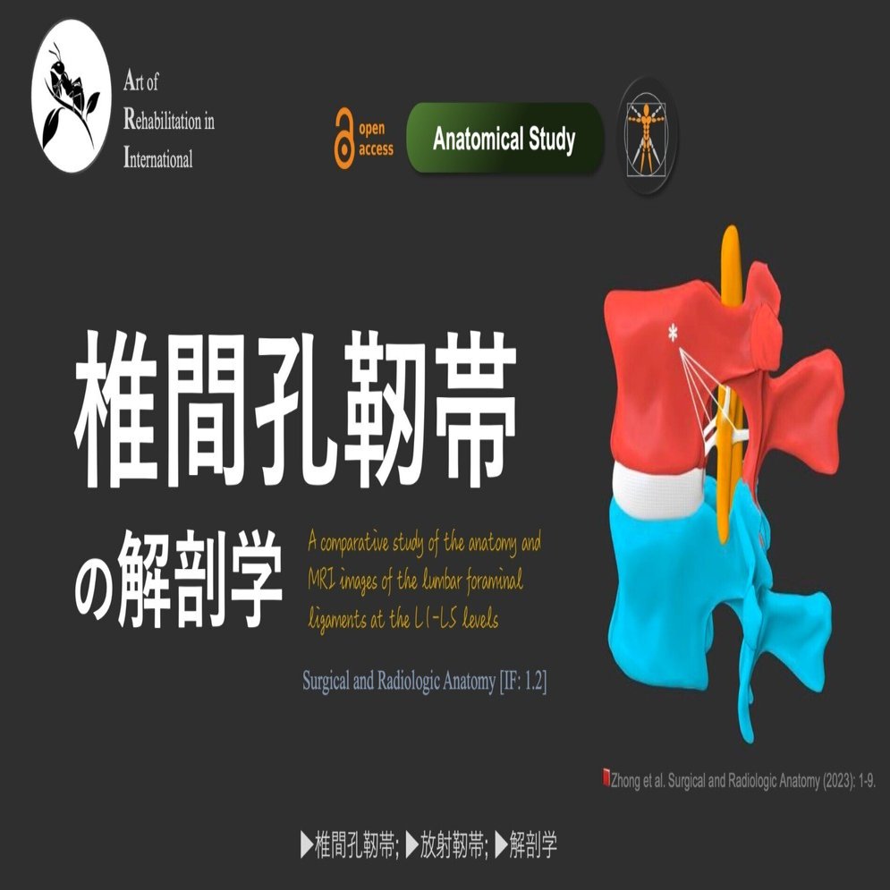 椎間孔靭帯の解剖学｜Super Human | 理学療法士／保健学博士 Ph.D.