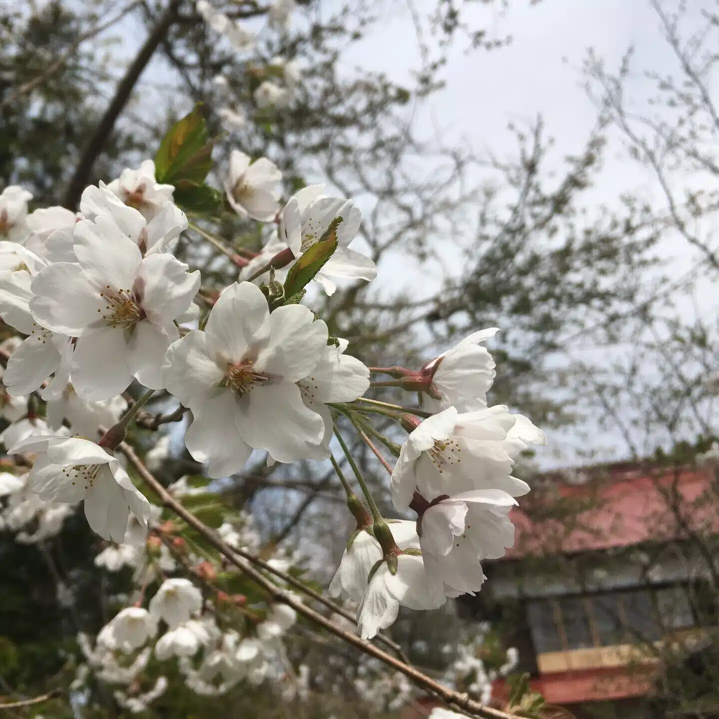 はんぷく