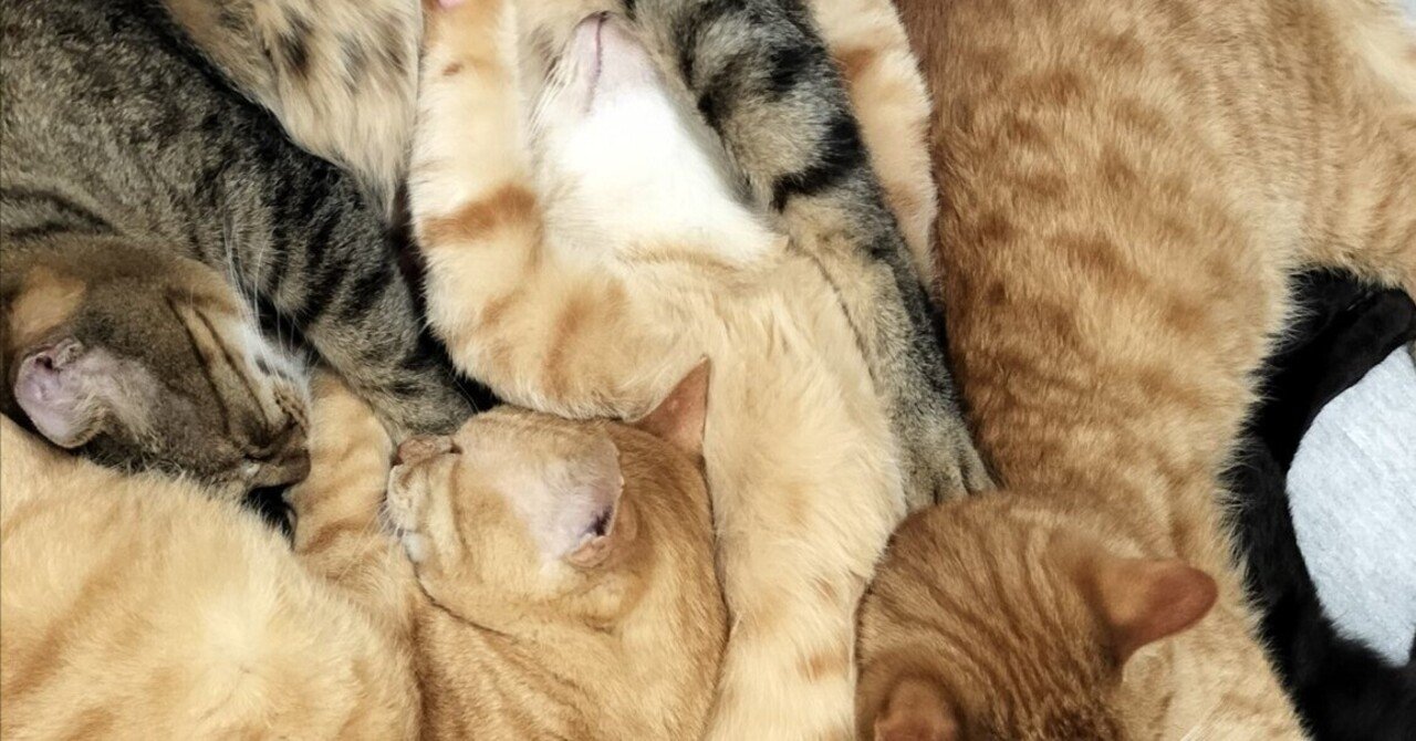 他の猫に埋もれながらへそ天をキメる茶トラ猫→平和な光景の裏側には