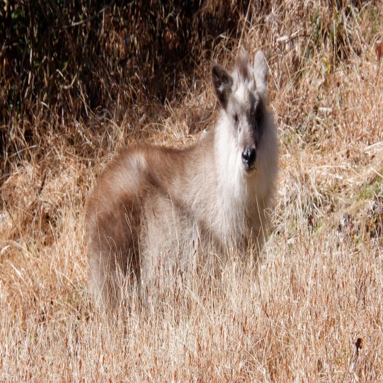 ニホンカモシカの推しポイント｜海老八光(Hakko Ebi)