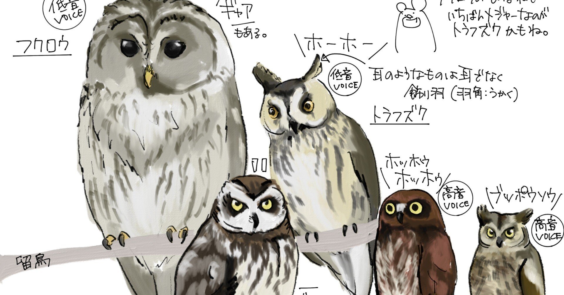 身近なフクロウを調べました｜くますけ｜自然ガイド・クリエイター