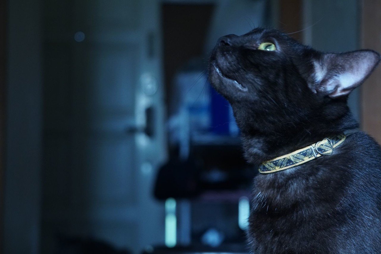 猫撮り アメショ ブラックスモークタビー A6300で撮影 トガマサ ブランディングフォトグラファー Note