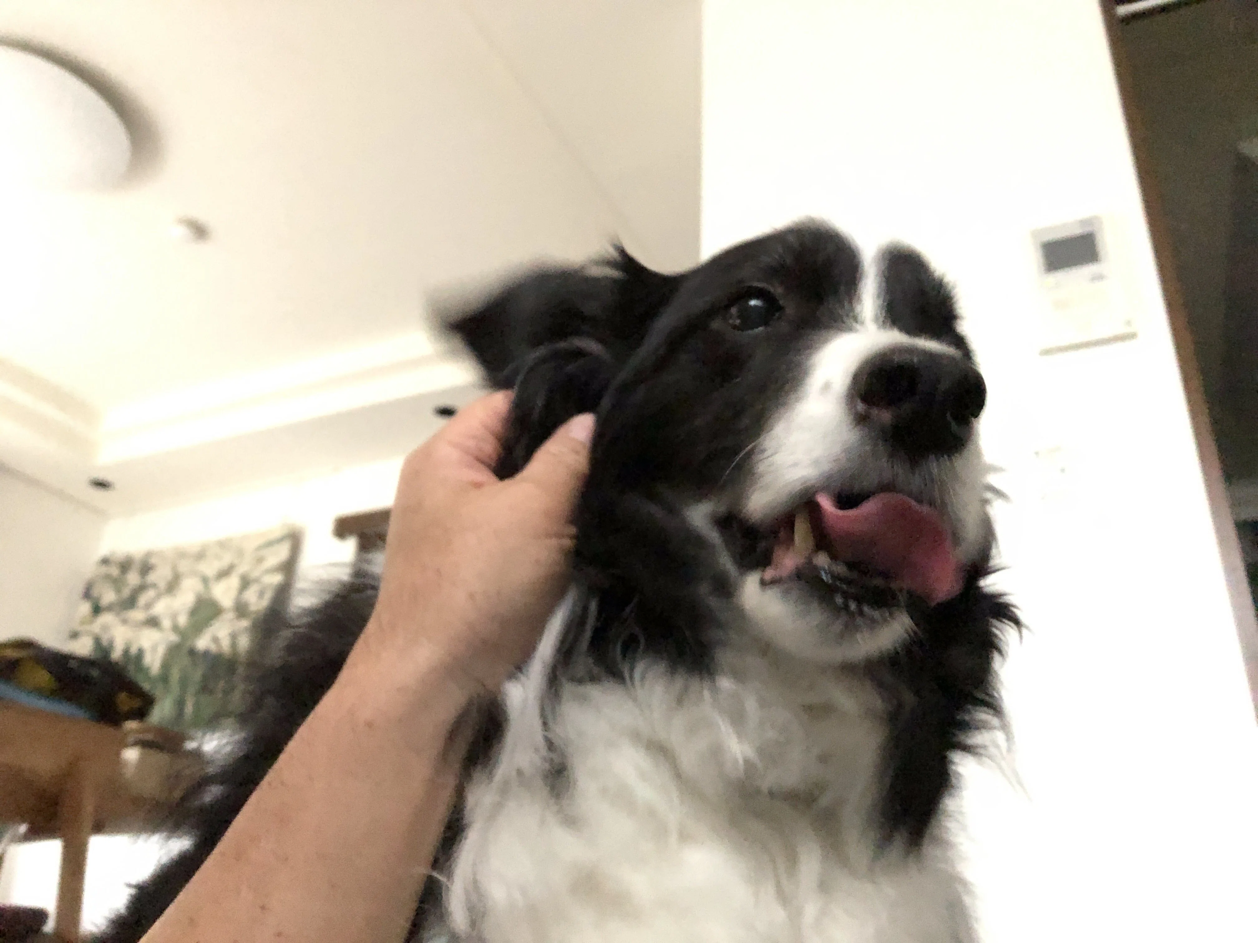 動物愛護 狂犬病予防法違反 樫原弘志 Waterside Laboratory Llc Note