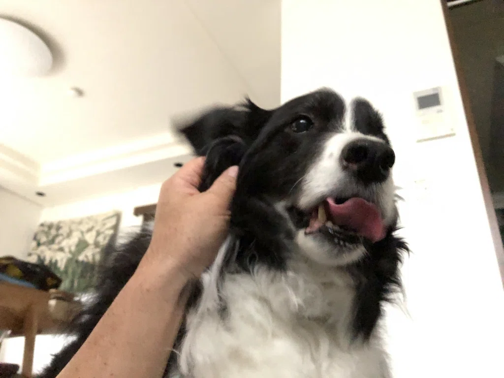 動物愛護 狂犬病予防法違反 樫原弘志 Waterside Laboratory Llc Note 動物愛護 狂犬病予防法違反 樫原弘志 Waterside Laboratory Llc Note