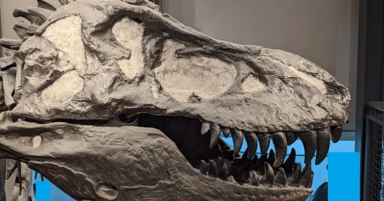 ティラノサウルス科の化石発見｜喜多野土竜