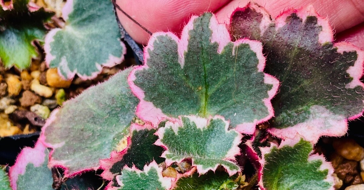 植物図鑑　フローラ : gardening 植物図鑑 フローラ : gardening Amazon.co.jp: フローラ