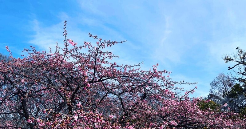 風が強い日に桜を見た