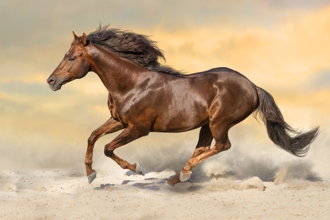 【超貴重】競馬　ドゥラメンテ　グラス mqdefault.jpg