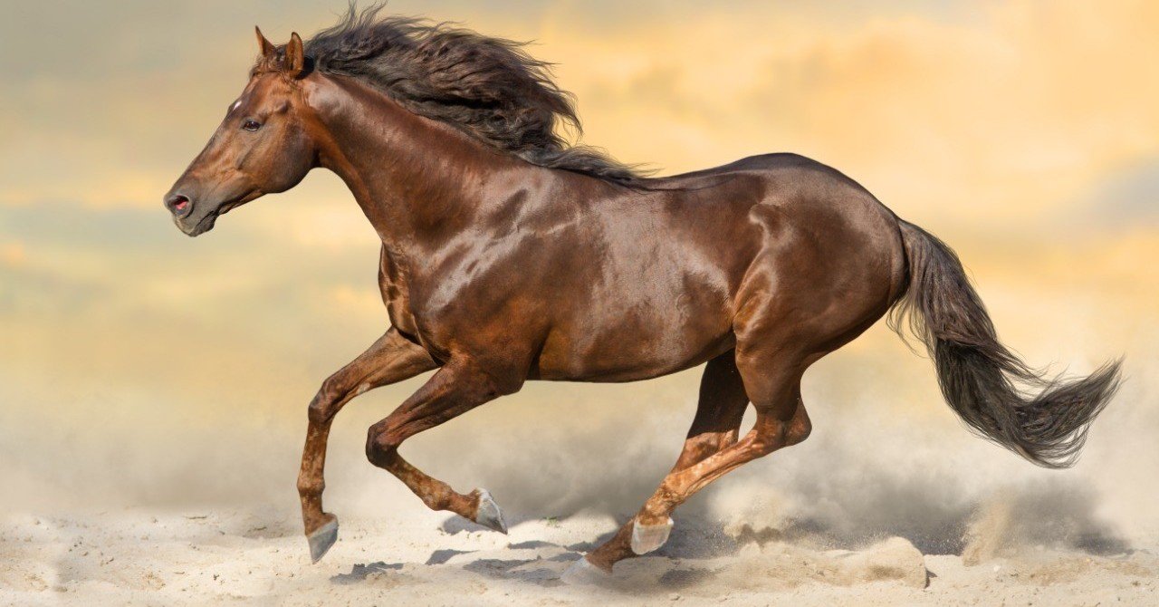 シルクホースクラブ 2019募集馬 （ドゥラメンテ産駒編