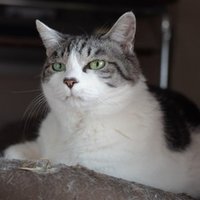 東京キャットガーディアンさんについて Shige Note 東京キャットガーディアンさんについて Shige Note