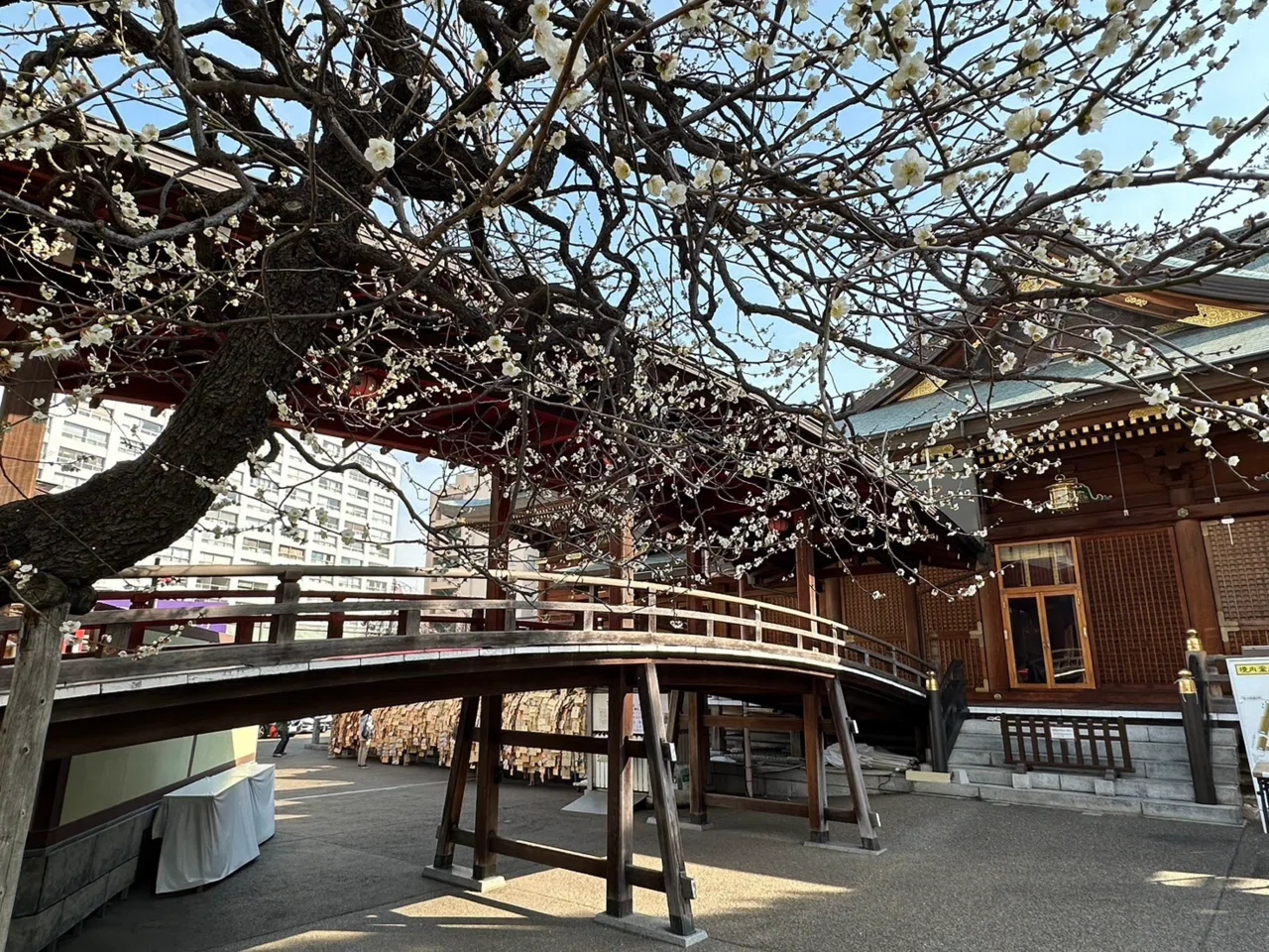 第67回 湯島天神梅まつり（2月15日撮影）｜上野案内所