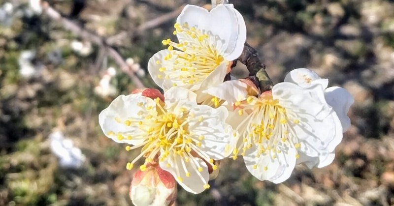 梅の花　目黒の寄生虫館　目玉焼きハンバーグ