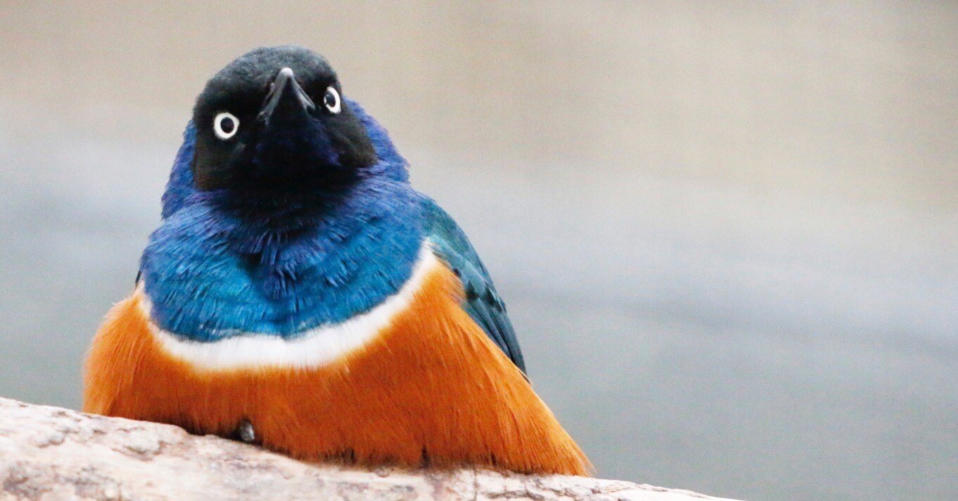 ③オレンジの花と青い蝶の掛軸 ③オレンジの花と青い蝶の掛軸 英一蝶の