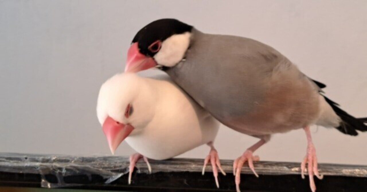 文鳥の起源 文鳥はどこから来た？｜桜文鳥のさくら