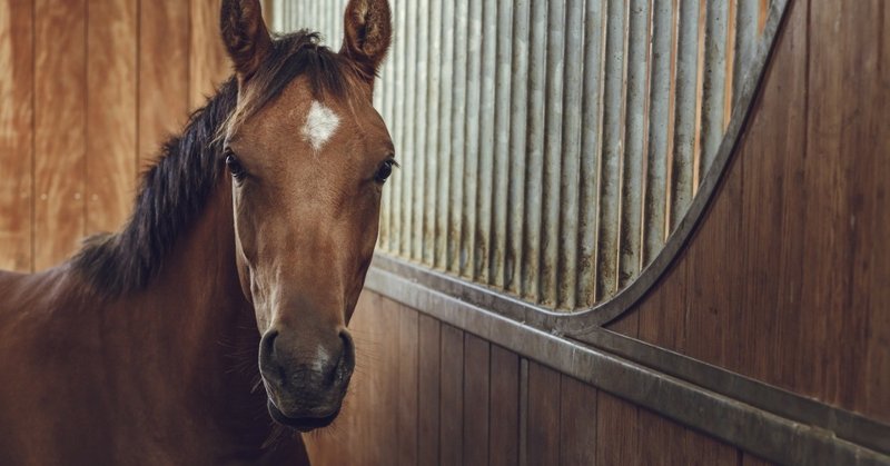 馬 2019 募集 シルク ホース クラブ 《シルクホースクラブ》2021年度 募集馬検討②