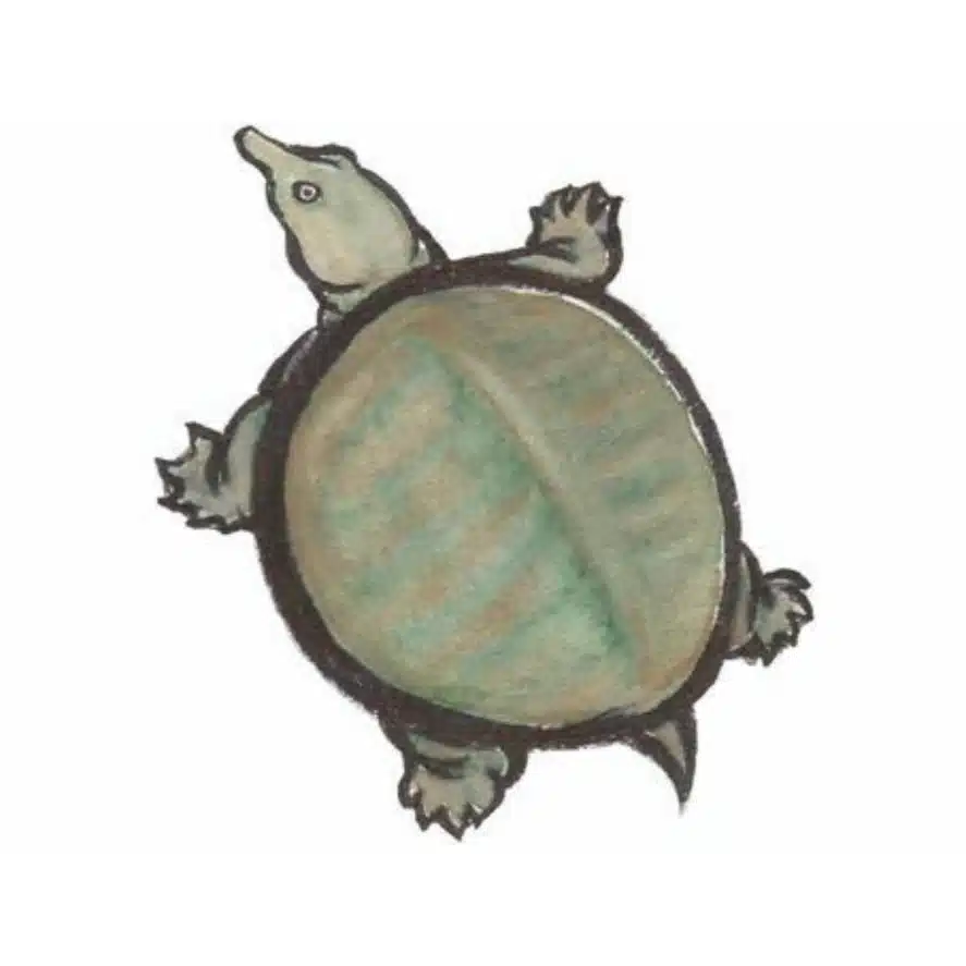みやぎすっぽん