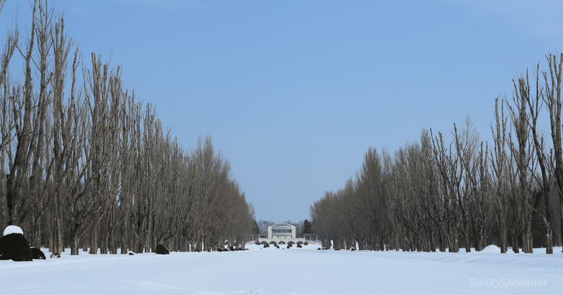 前田森林公園の冬のカナール