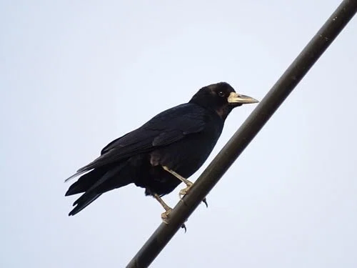 第408回 身近でないでないカラスも賢い？｜翆野 大地