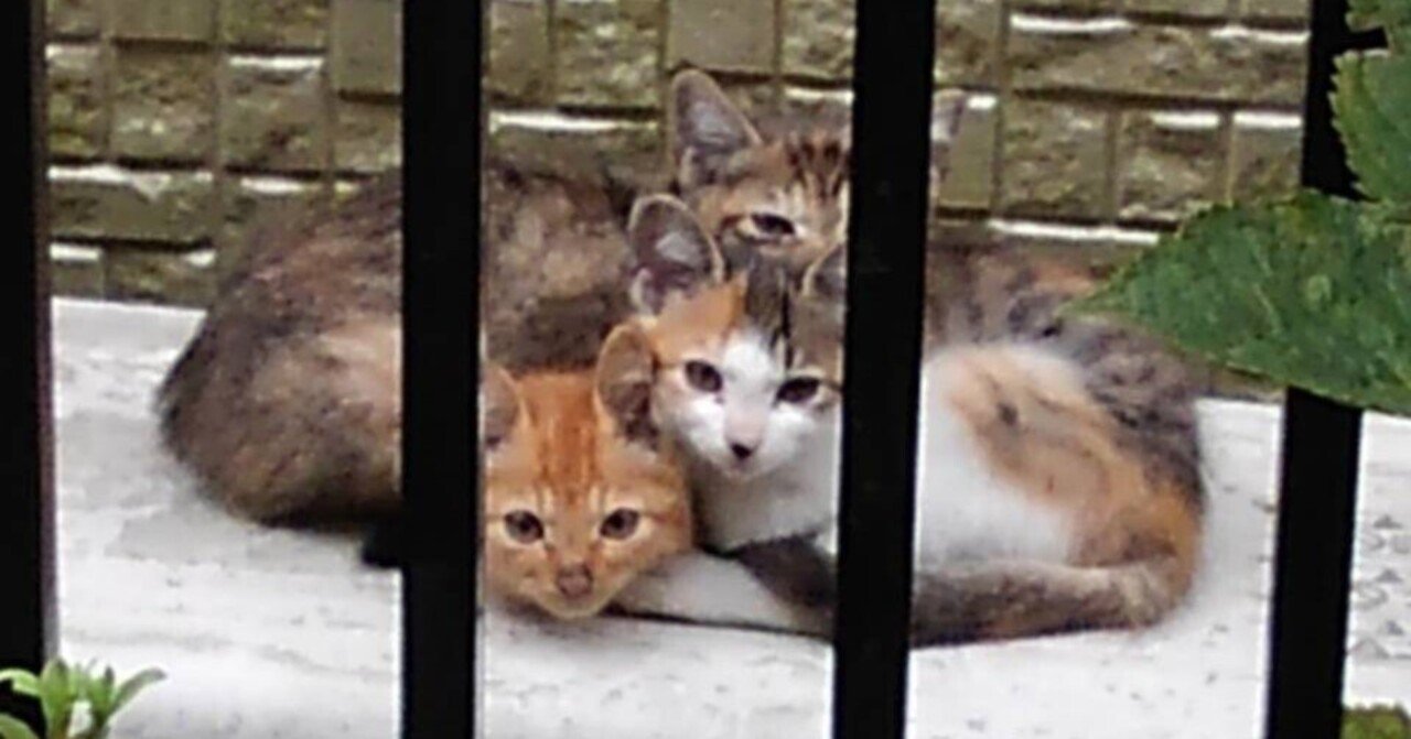 姉妹は3兄弟だった（三毛猫ニーナと麦わら猫ユイが来たときのこと