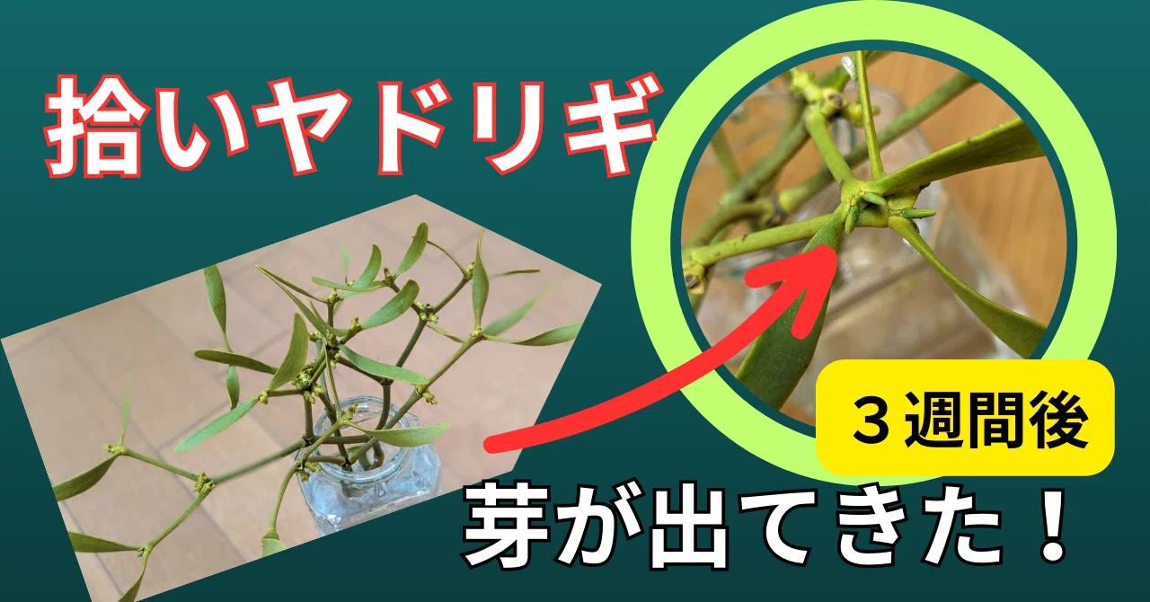 拾いヤドリギに芽が出る＆切り口に何!?半寄生植物でも成長👉楽しい観察