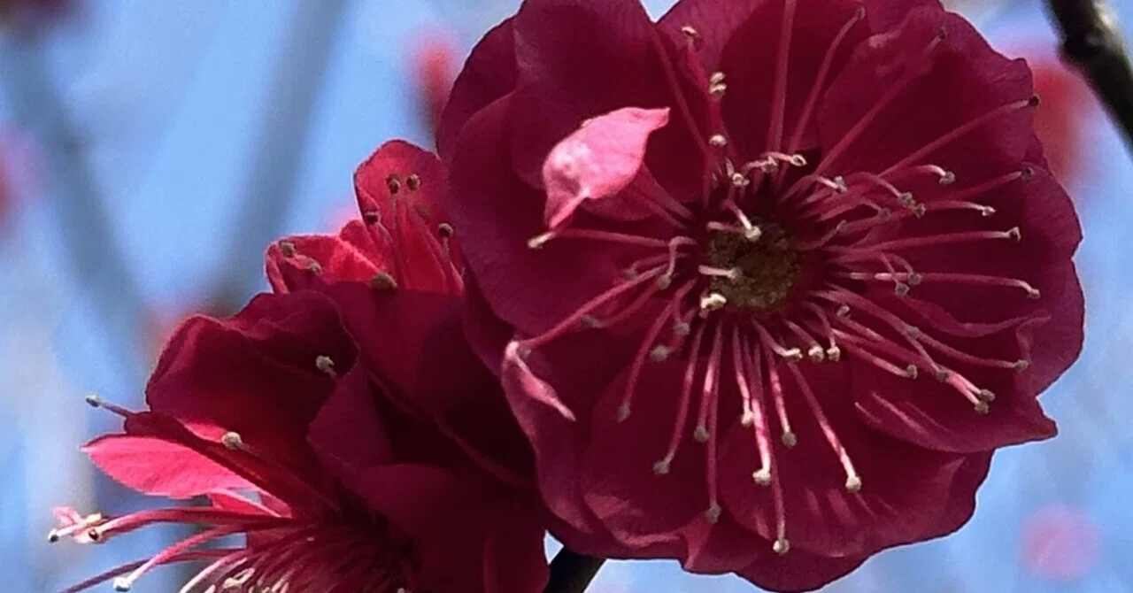 スオウバイ 紅梅の中、最も深い紅色と云われるもの｜EGGSEED