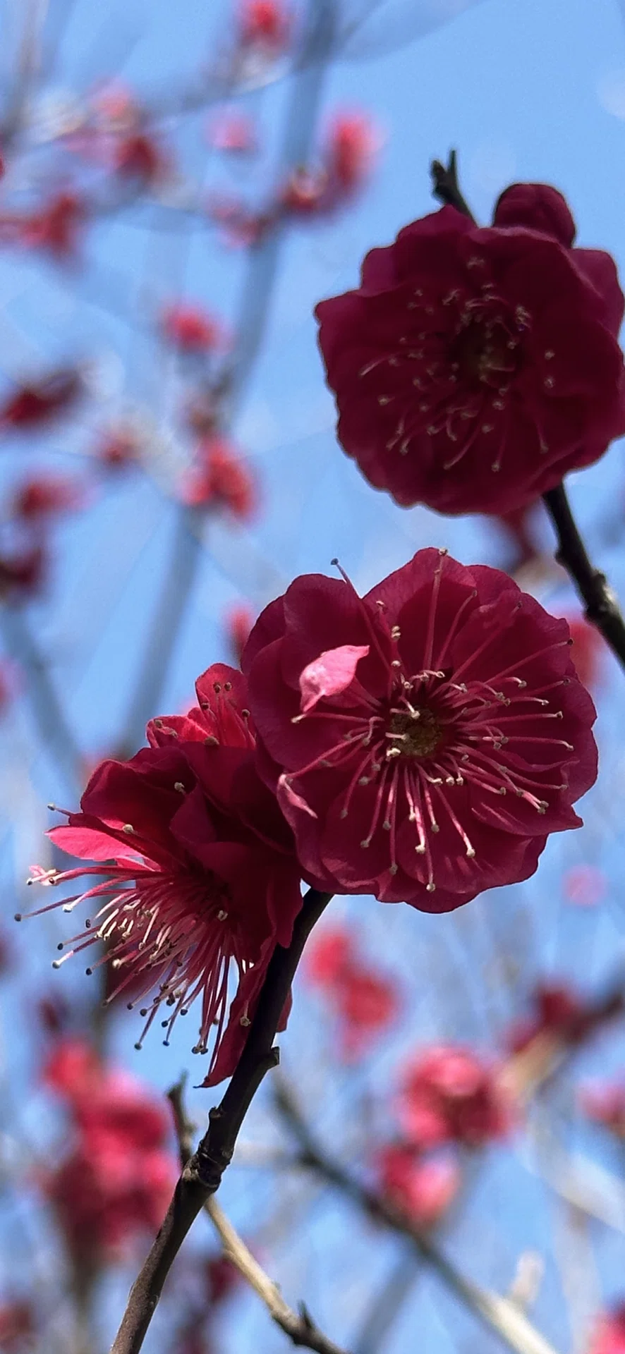 スオウバイ 紅梅の中、最も深い紅色と云われるもの｜EGGSEED