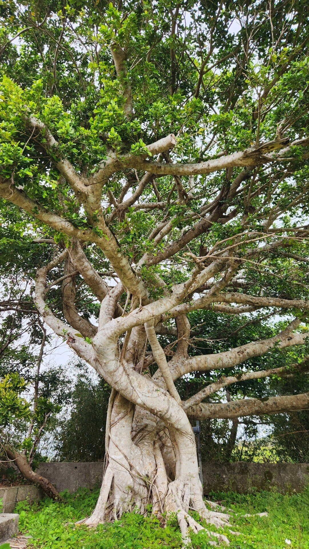 ガジュマルの木を見かけたら、枝を大きく広げているさまを眺める。やや