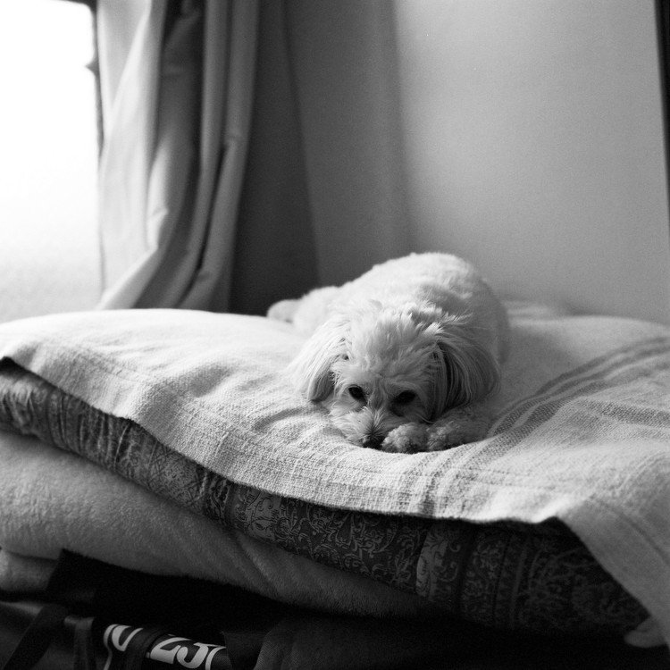 ハッセルに白黒フィルムを詰めて、愛犬を撮りました。