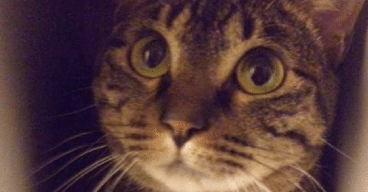 アリエクスプレスのミニゲームについて｜結花ノワール