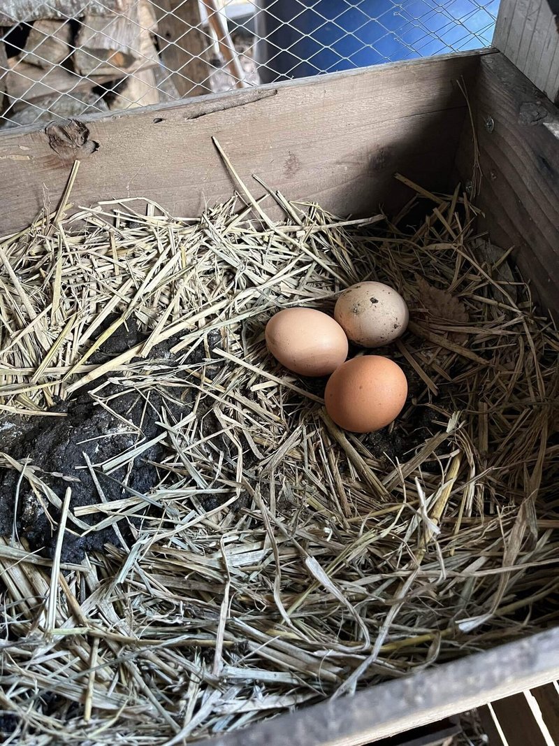 庭先養鶏の卵