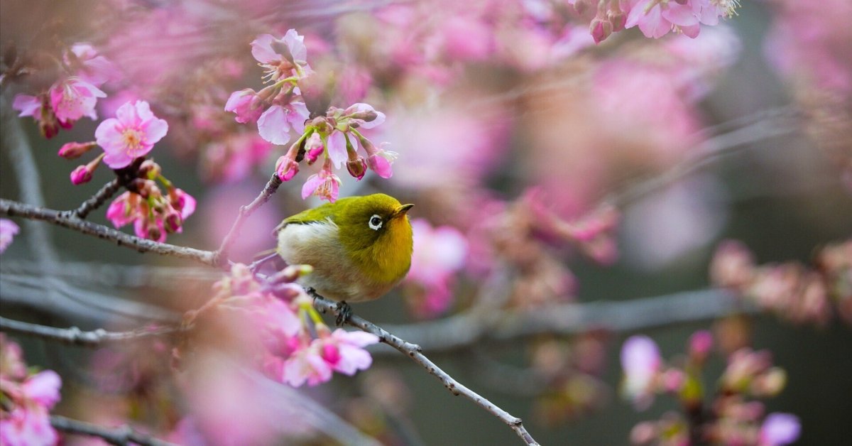 カワウソ梅 カワウソ（商品番号：J77-011） | chicoowa.com