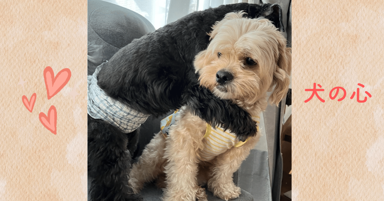 犬心を知るカーミングシグナルとは？｜陽だまり