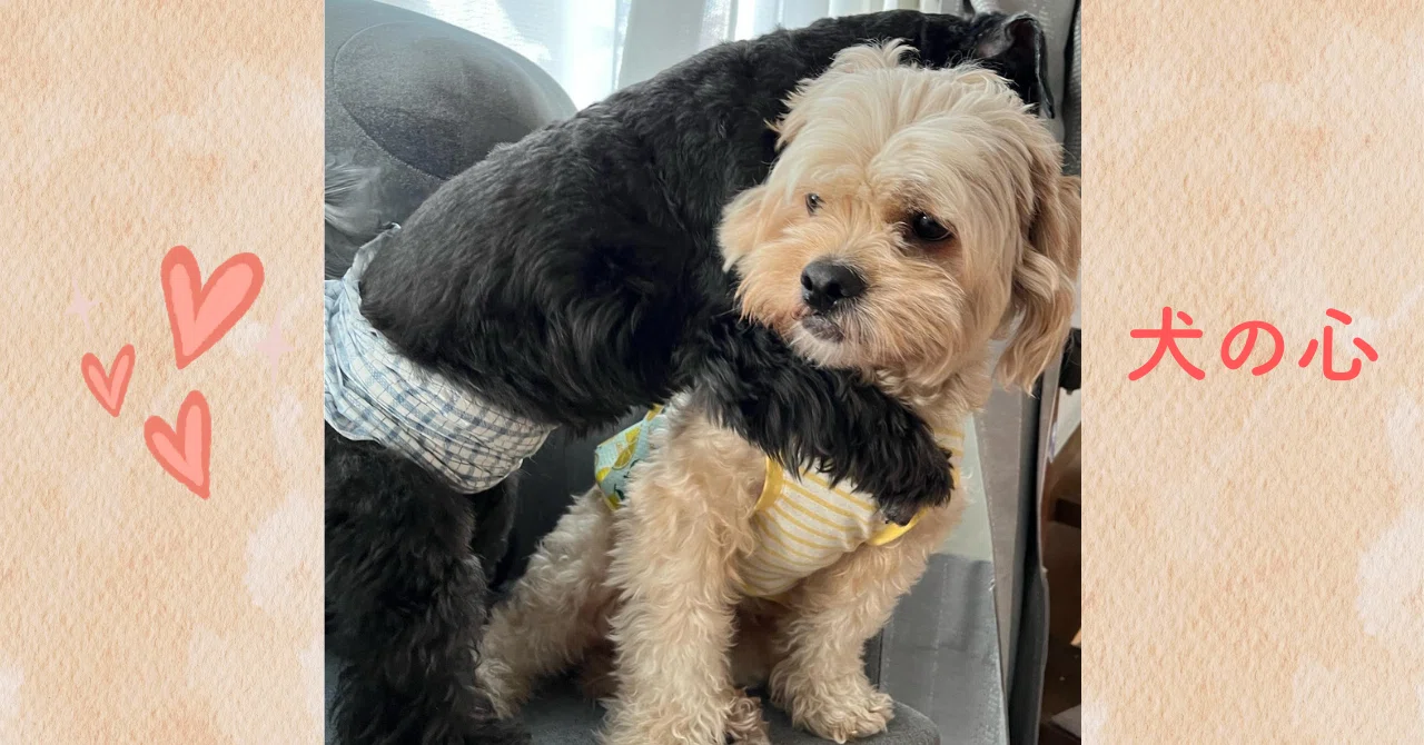 犬心を知るカーミングシグナルとは？｜陽だまり