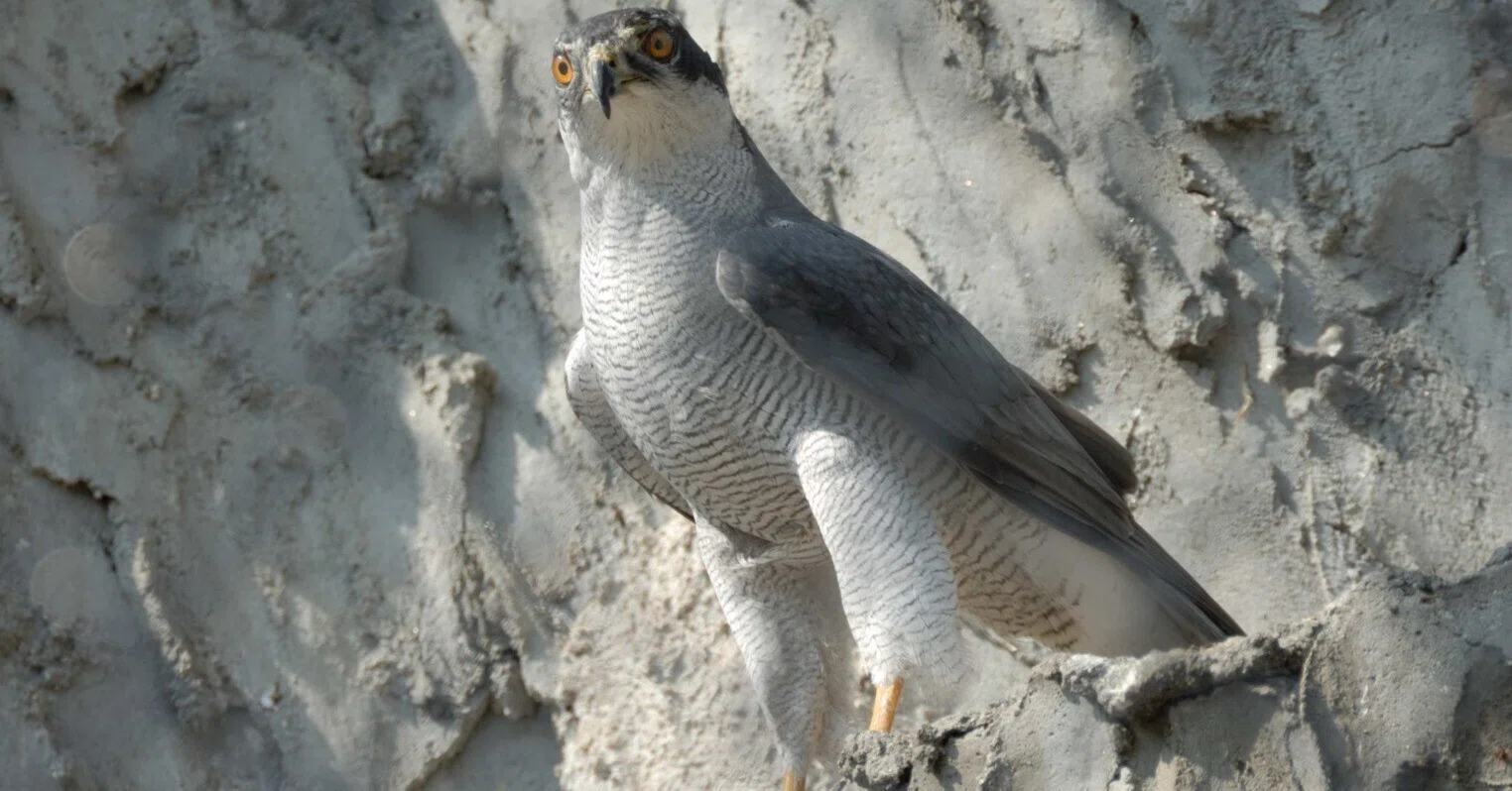 鷹と言えばこれ｜オオタカ Japanese Goshawk｜M_ayumi