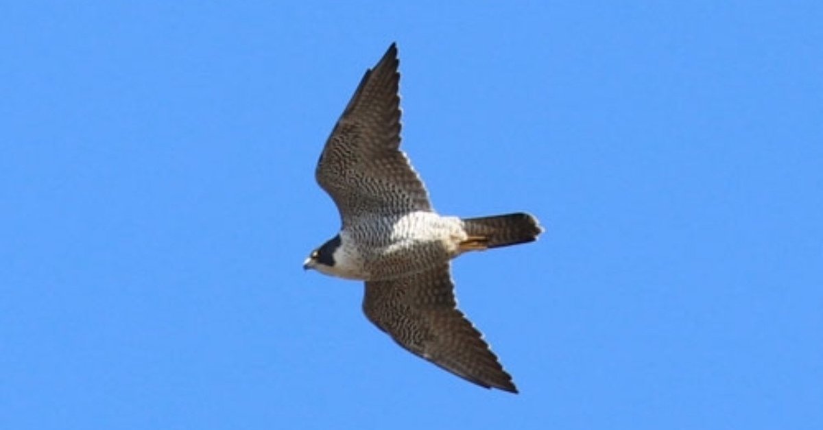 そして不死鳥はよみがえる ハヤブサ降臨 ハヤブサ降臨そして不死鳥はよみがえる | ハヤブサ |本 | 通販