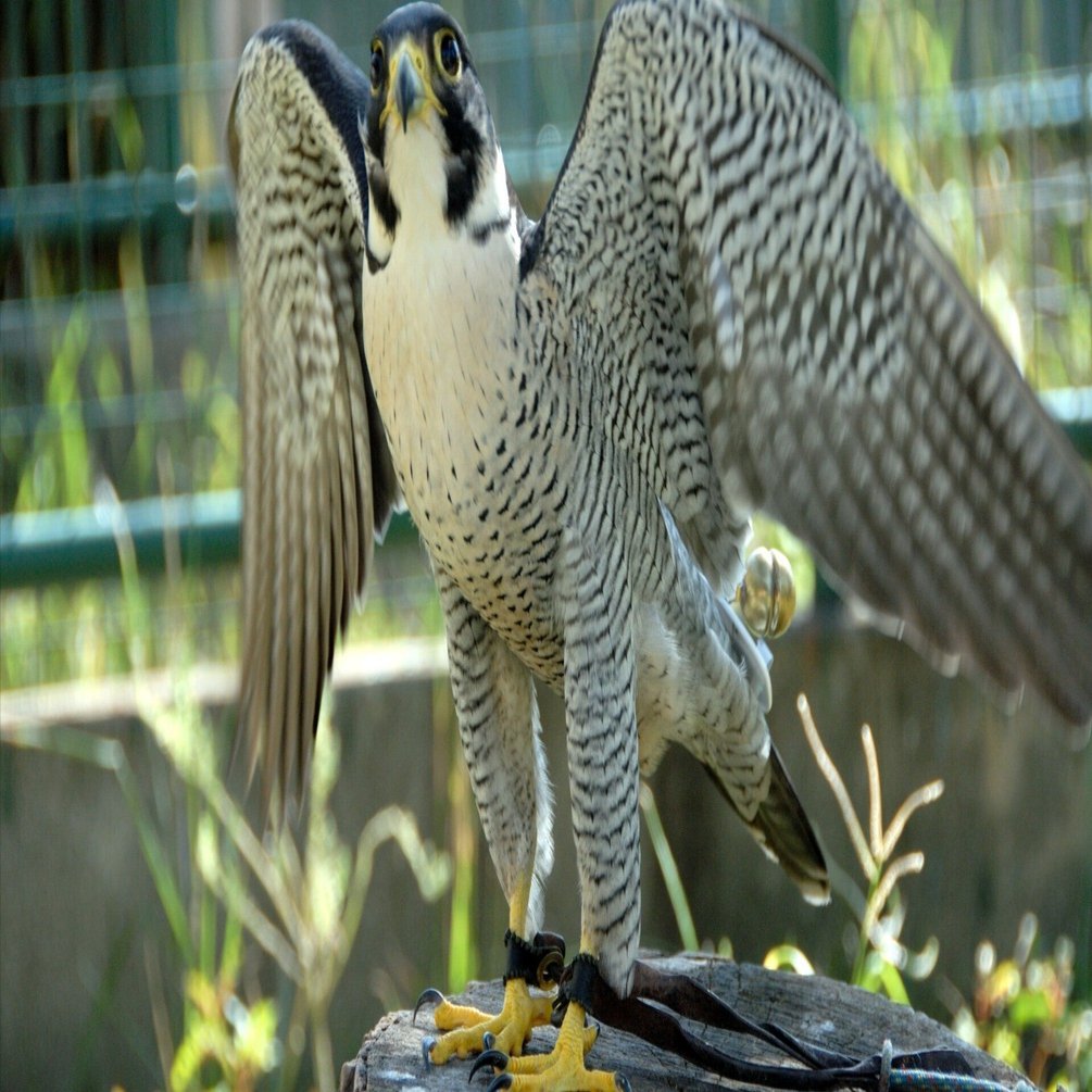 最高速度は時速200km｜ハヤブサ Japanese Peregrine Falcon｜M_ayumi