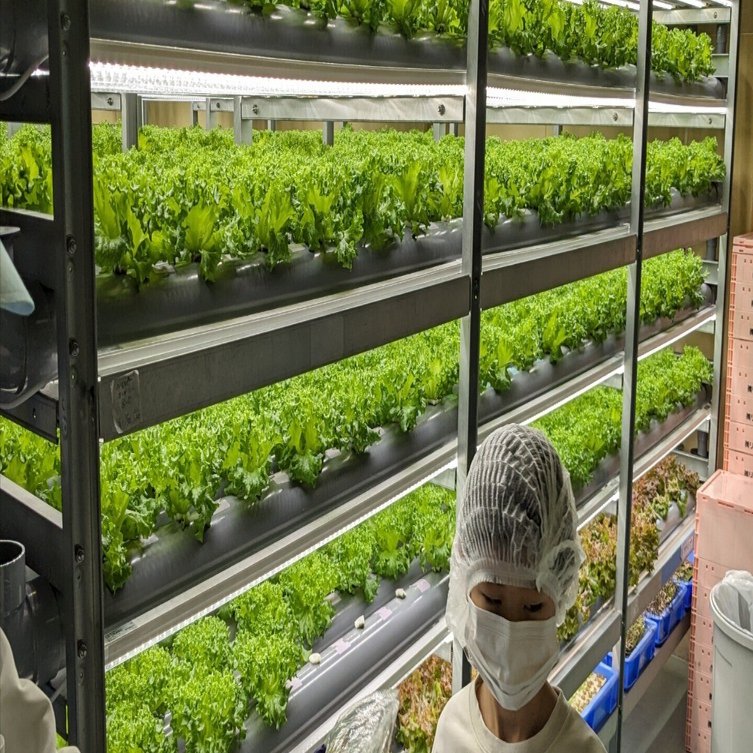 水と電気だけで野菜を作る、水耕栽培野菜🥦工場に家族🏠で見学に行き